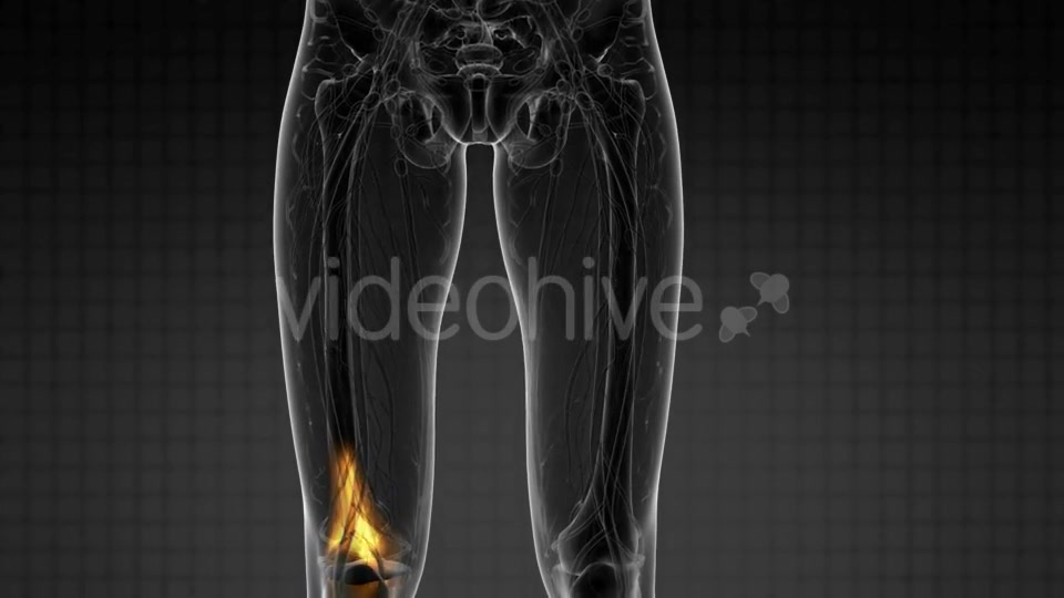 Knee Bones Anatomy - Download Videohive 21297551