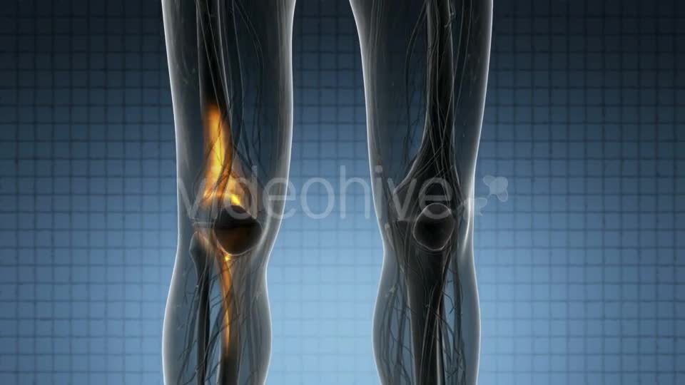 Knee Bones Anatomy - Download Videohive 21314037