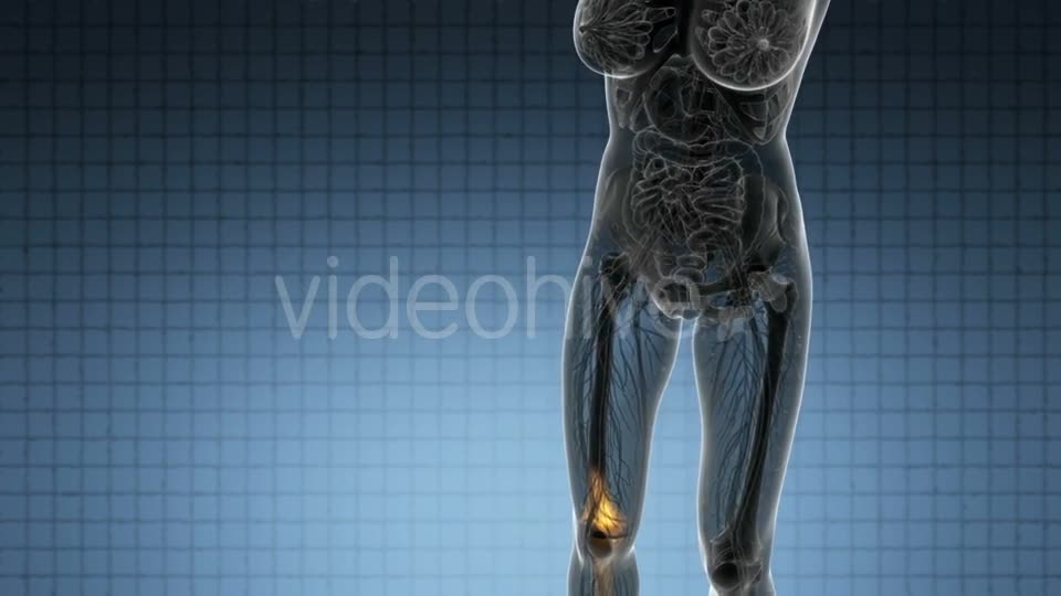 Knee Bones Anatomy - Download Videohive 21314037