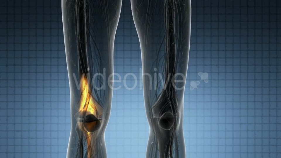 Knee Bones Anatomy - Download Videohive 21314037