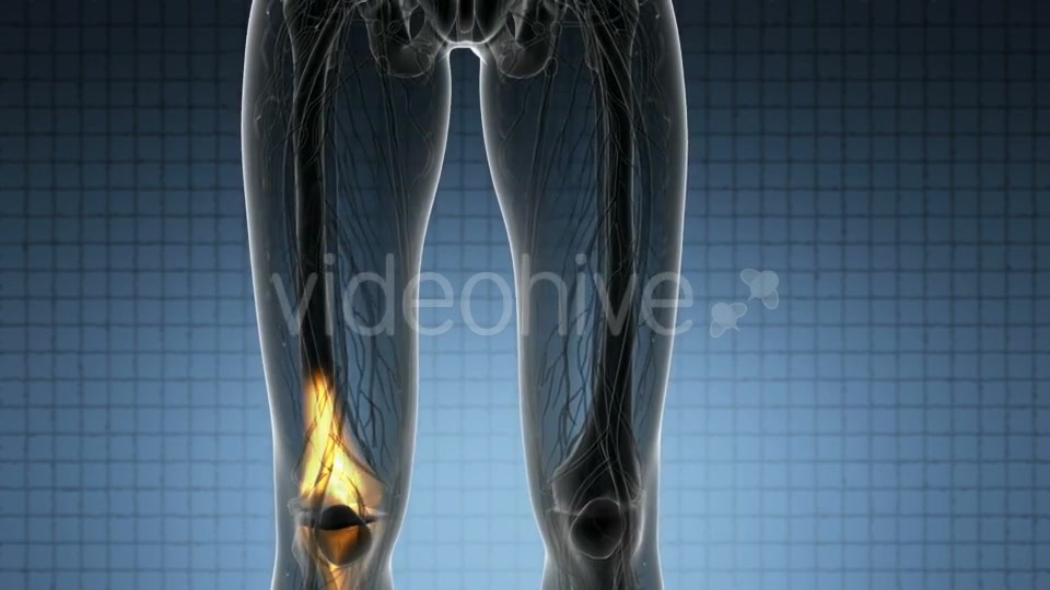 Knee Bones Anatomy - Download Videohive 21314037