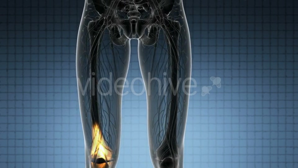 Knee Bones Anatomy - Download Videohive 21314037