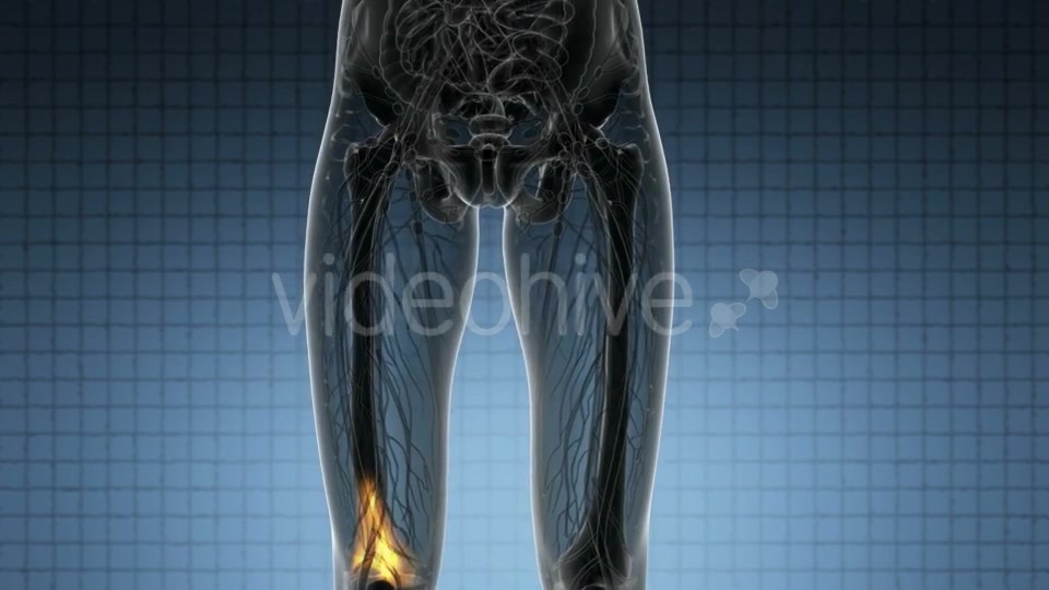 Knee Bones Anatomy - Download Videohive 21314037