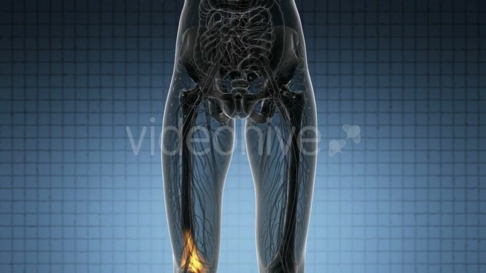 Knee Bones Anatomy - Download Videohive 21314037