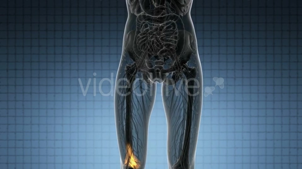 Knee Bones Anatomy - Download Videohive 21314037