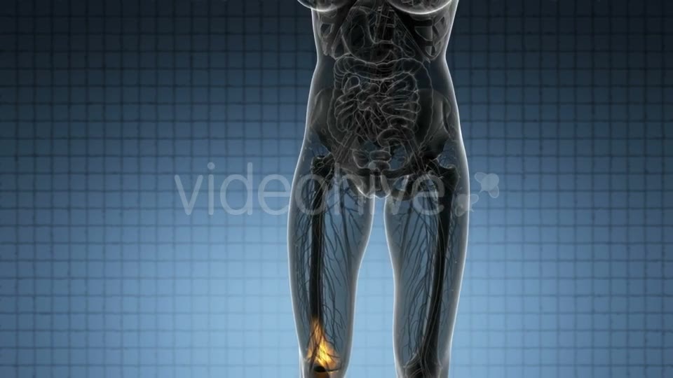 Knee Bones Anatomy - Download Videohive 21314037