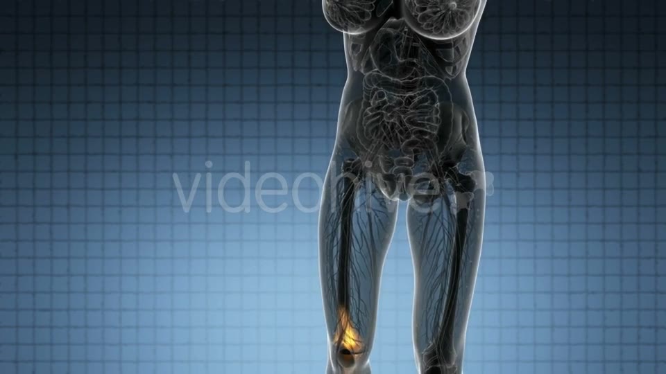 Knee Bones Anatomy - Download Videohive 21314037