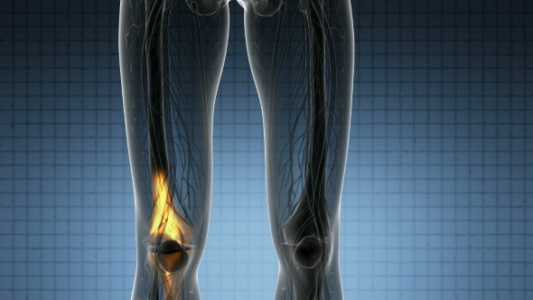 Knee Bones Anatomy - Download Videohive 21314037