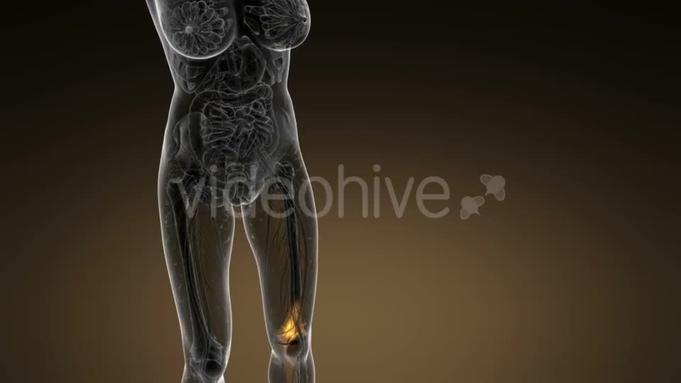 Knee Bones Anatomy - Download Videohive 21389009