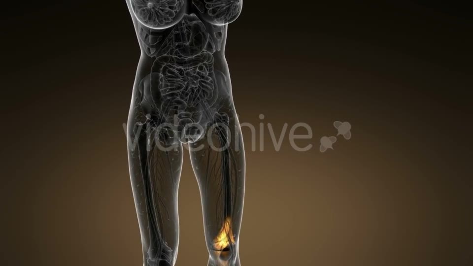 Knee Bones Anatomy - Download Videohive 21389009