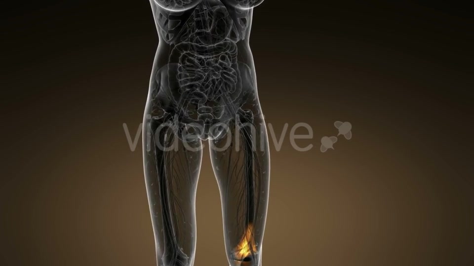 Knee Bones Anatomy - Download Videohive 21389009