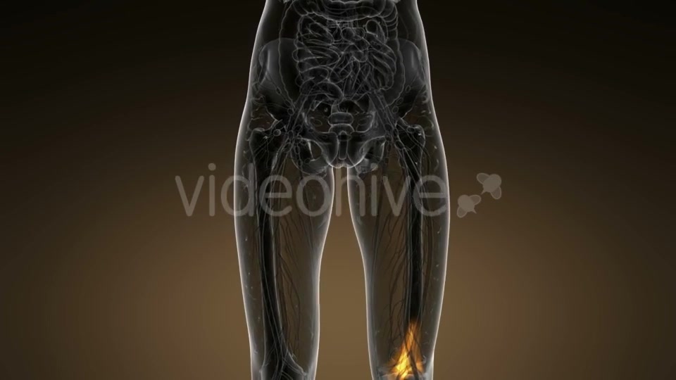 Knee Bones Anatomy - Download Videohive 21389009