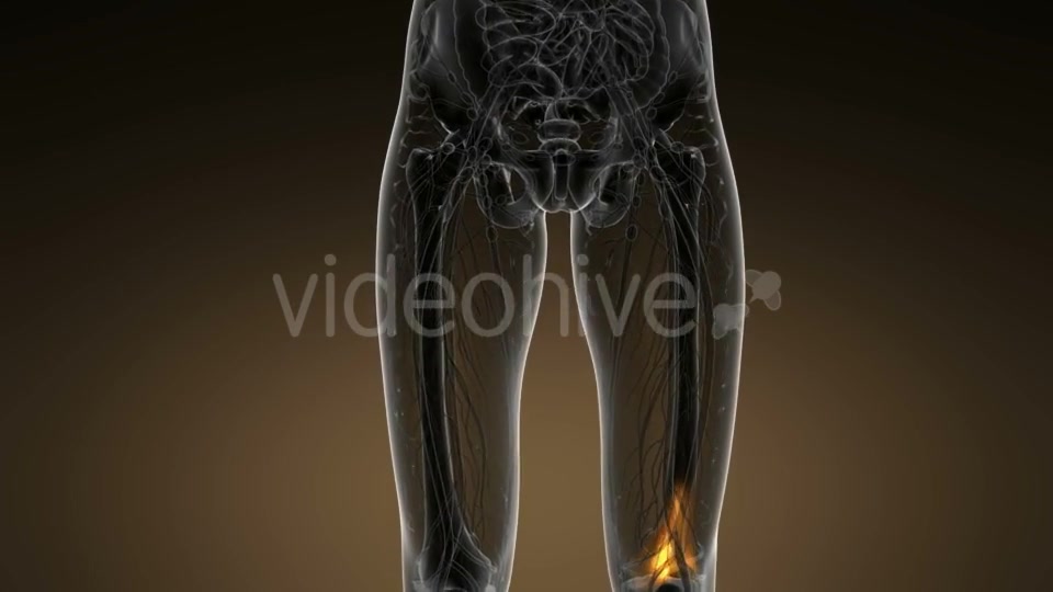 Knee Bones Anatomy - Download Videohive 21389009