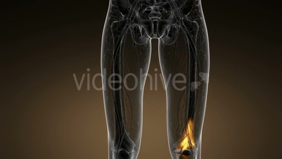 Knee Bones Anatomy - Download Videohive 21389009