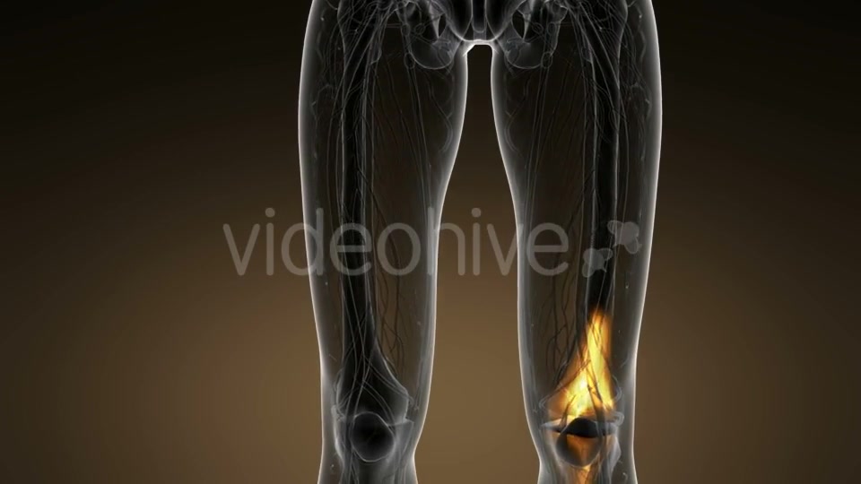 Knee Bones Anatomy - Download Videohive 21389009