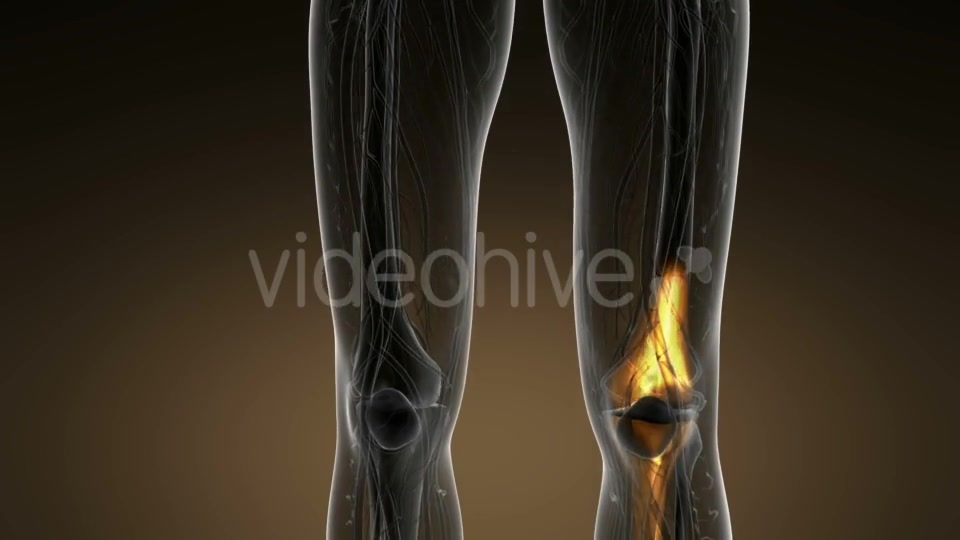 Knee Bones Anatomy - Download Videohive 21389009