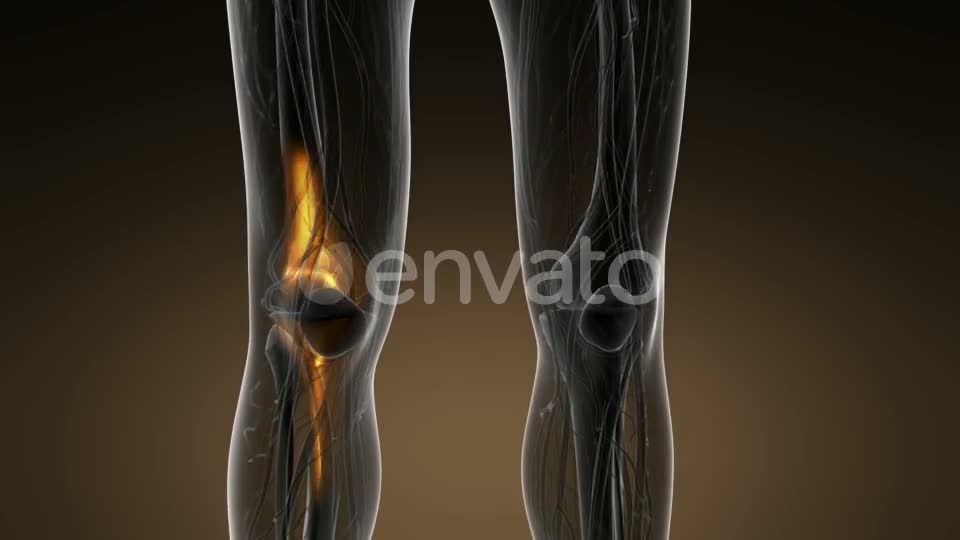 Knee Bones Anatomy - Download Videohive 21633981