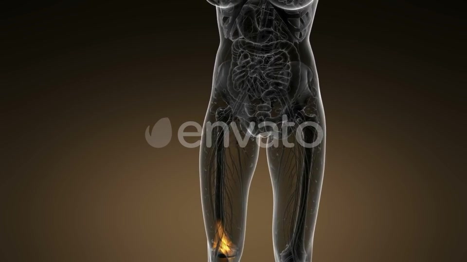 Knee Bones Anatomy - Download Videohive 21633981