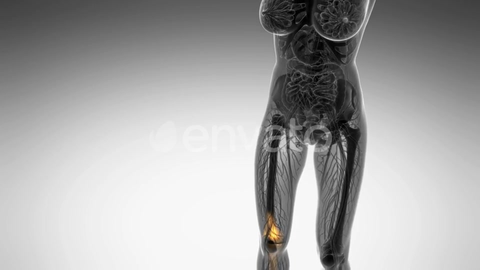 Knee Bones Anatomy - Download Videohive 21742496