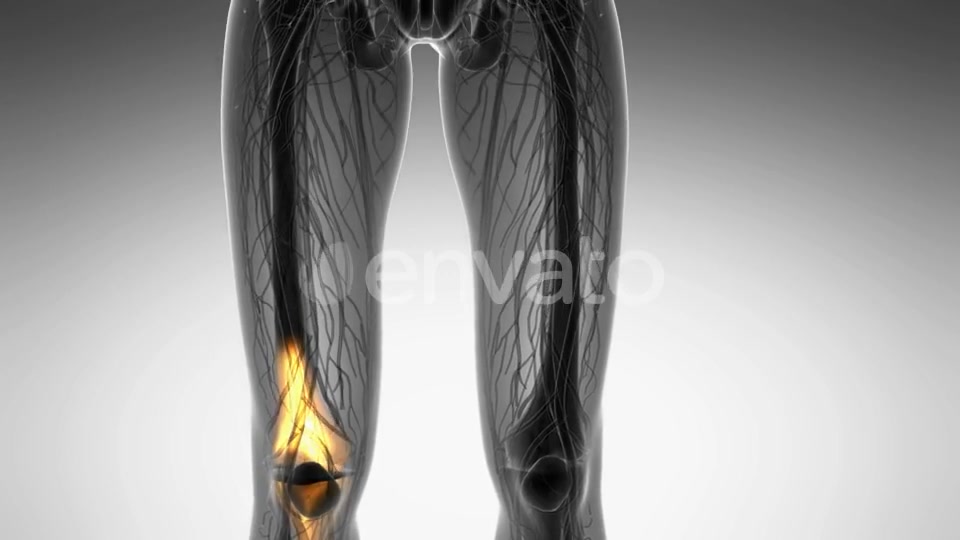 Knee Bones Anatomy - Download Videohive 21742496