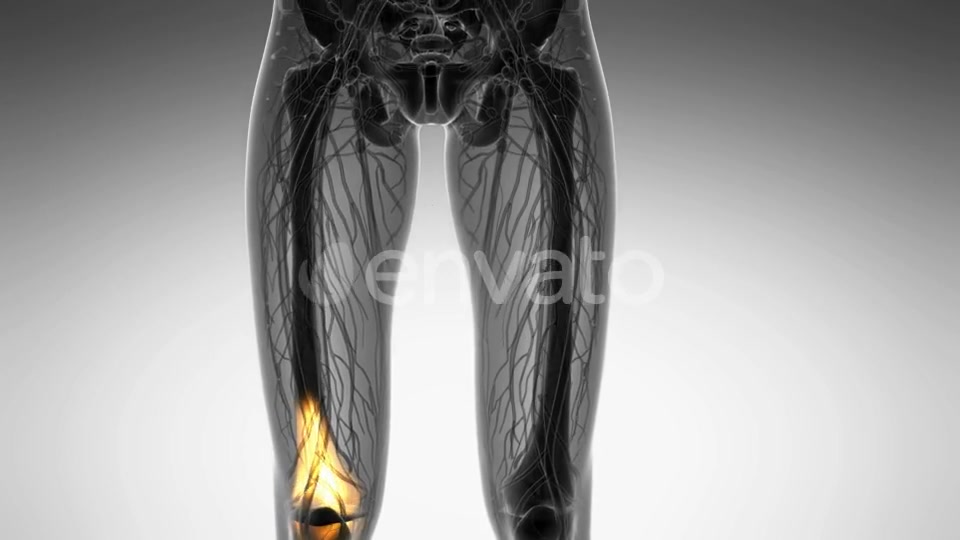 Knee Bones Anatomy - Download Videohive 21742496