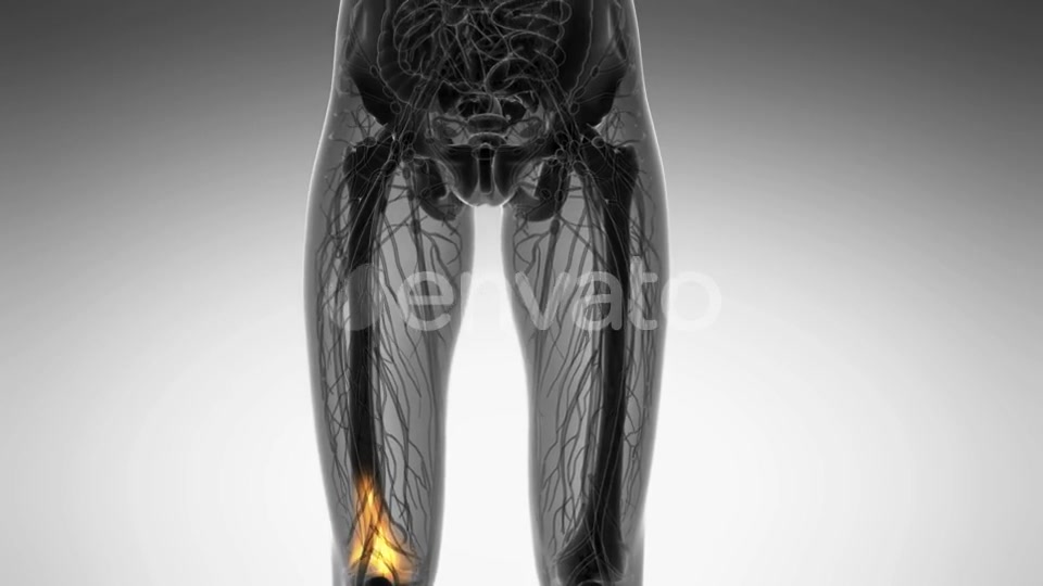 Knee Bones Anatomy - Download Videohive 21742496