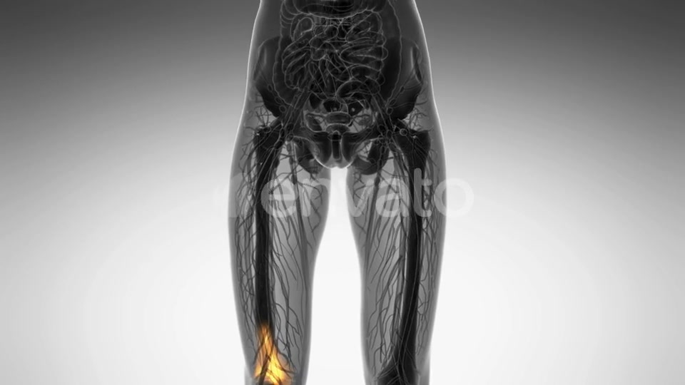 Knee Bones Anatomy - Download Videohive 21742496