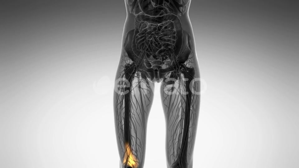 Knee Bones Anatomy - Download Videohive 21742496