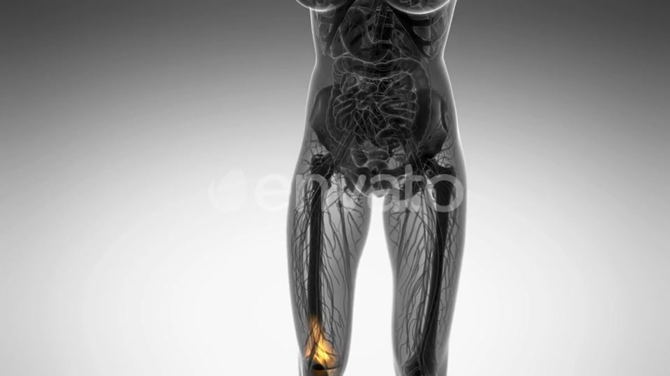 Knee Bones Anatomy - Download Videohive 21742496