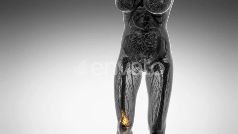 Knee Bones Anatomy - Download Videohive 21742496