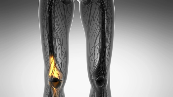 Knee Bones Anatomy - Download Videohive 21742496