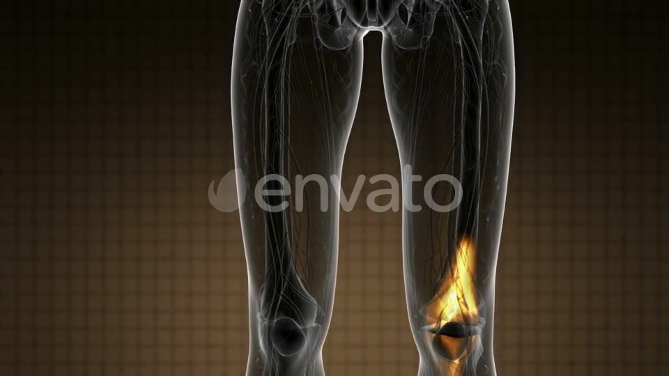 Knee Bones Anatomy - Download Videohive 21915153