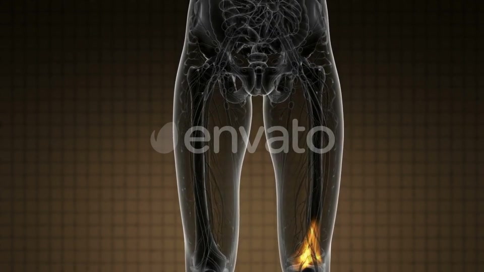 Knee Bones Anatomy - Download Videohive 21915153