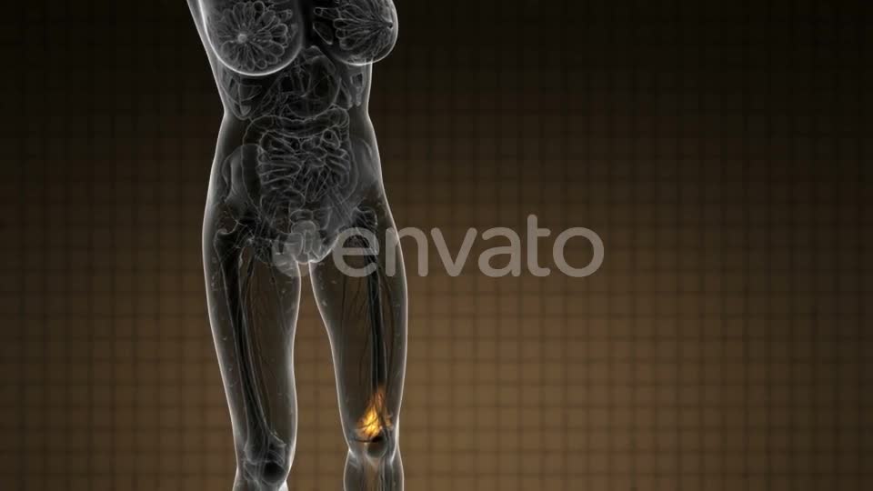 Knee Bones Anatomy - Download Videohive 21978529