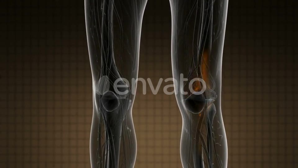 Knee Bones Anatomy - Download Videohive 21978529