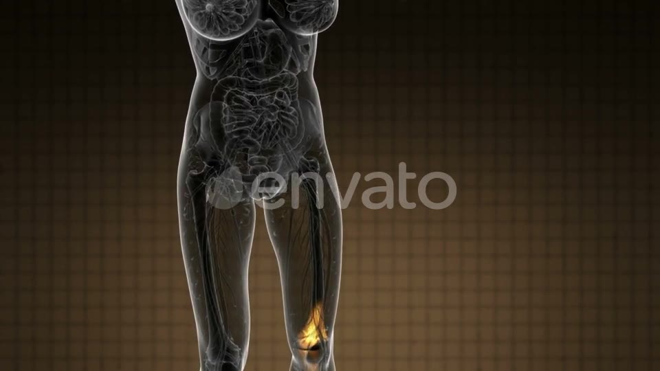 Knee Bones Anatomy - Download Videohive 21978529