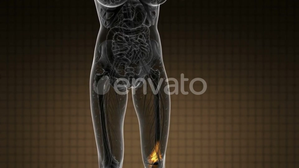 Knee Bones Anatomy - Download Videohive 21978529