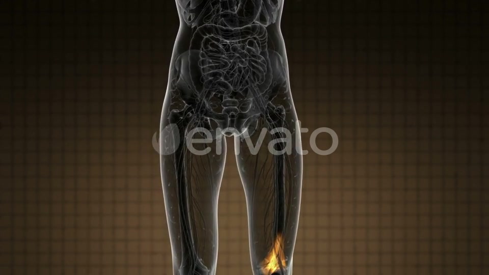 Knee Bones Anatomy - Download Videohive 21978529