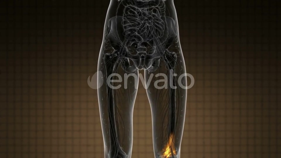 Knee Bones Anatomy - Download Videohive 21978529