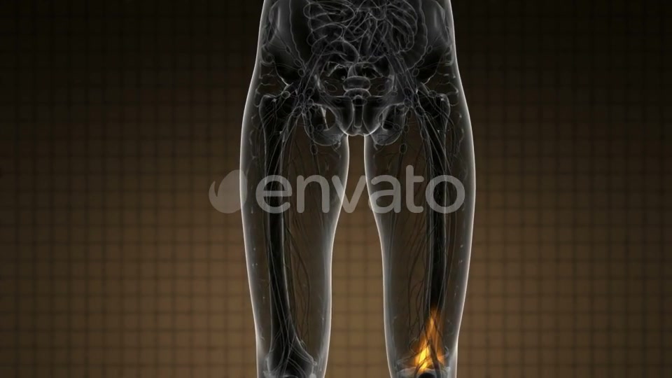 Knee Bones Anatomy - Download Videohive 21978529