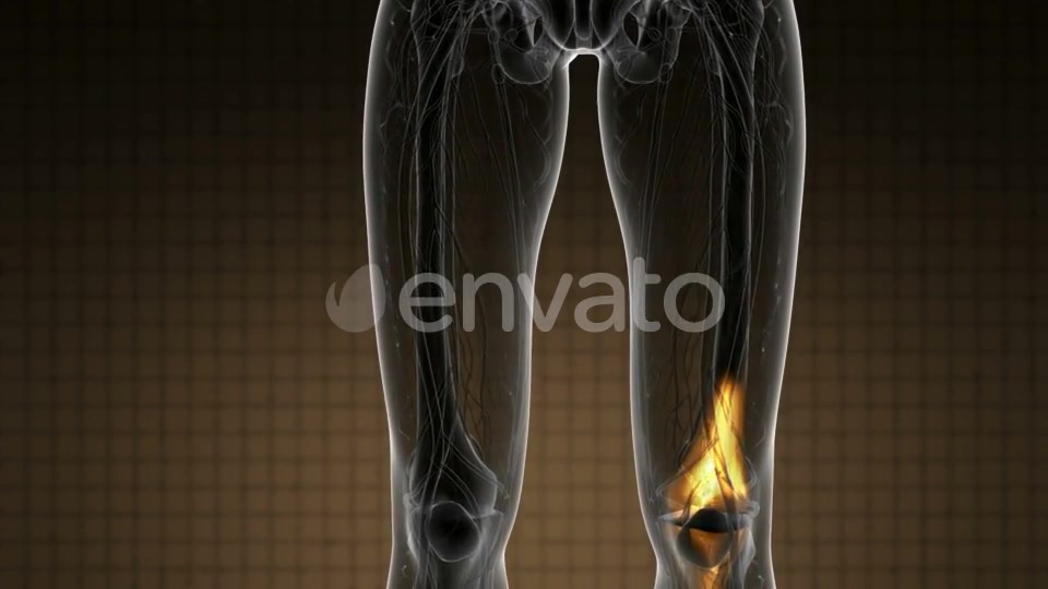 Knee Bones Anatomy - Download Videohive 21978529