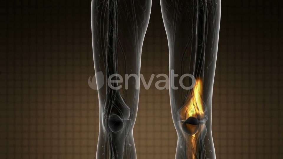 Knee Bones Anatomy - Download Videohive 21978529