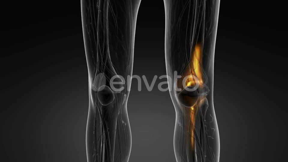 Knee Bones Anatomy - Download Videohive 22134593