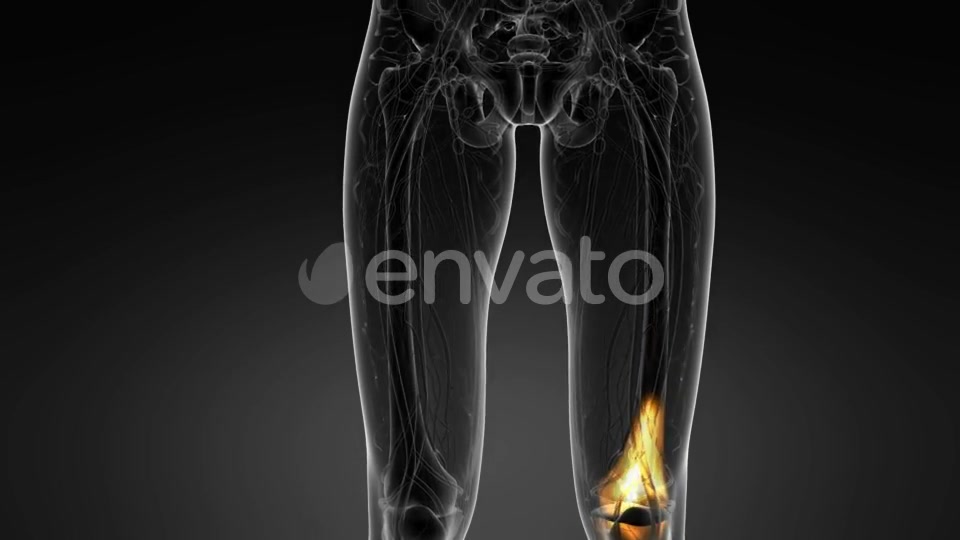 Knee Bones Anatomy - Download Videohive 22134593