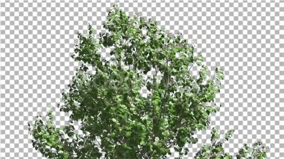 Korean Stewartia Swaying Tree is Swaying - Download Videohive 13375988