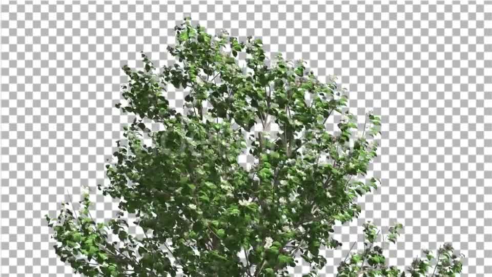 Korean Stewartia Swaying Tree is Swaying - Download Videohive 13375988