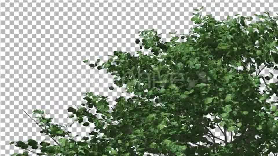 Kousa Dogwood Swaying Tree Crown Tree is Swaying - Download Videohive 13376146
