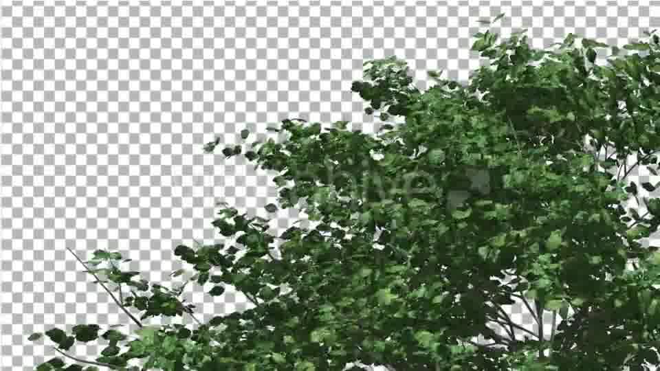 Kousa Dogwood Swaying Tree Crown Tree is Swaying - Download Videohive 13376146