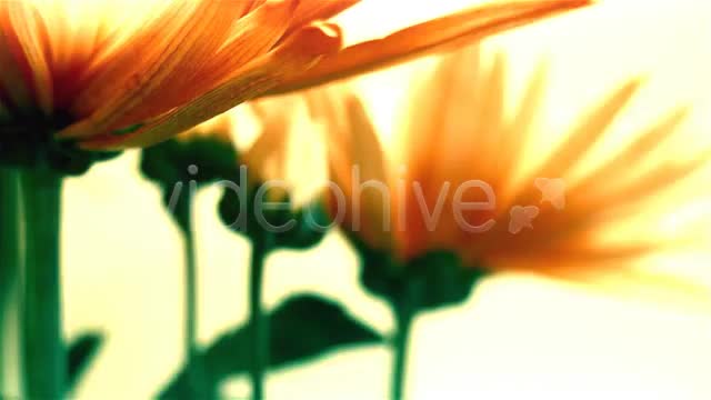 Light Glow Flares Transitions Videohive 650078 Motion Graphics Image 1
