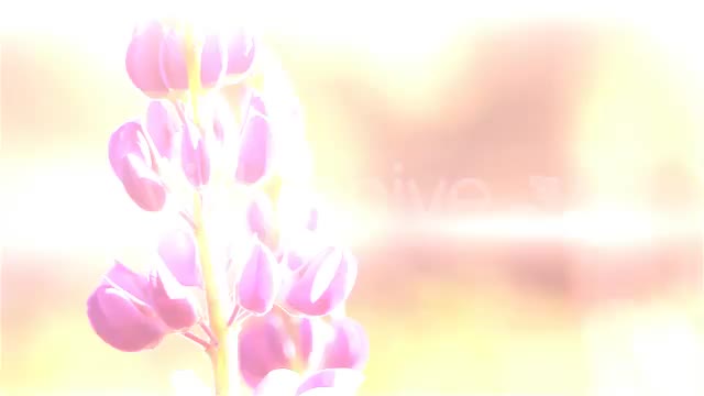Light Glow Flares Transitions Videohive 650078 Motion Graphics Image 2